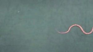 Как ползают змеи