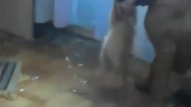 Это мясо мое! смотреть онлайн