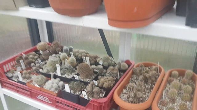 2020.4.Зимовка кактусов в теплице#Germany life# смотреть онлайн