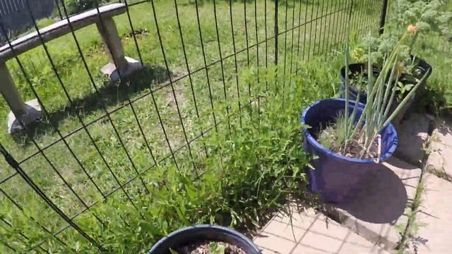 Season 2022 / Episode 008 ( May 8 ) - Garden update смотреть онлайн