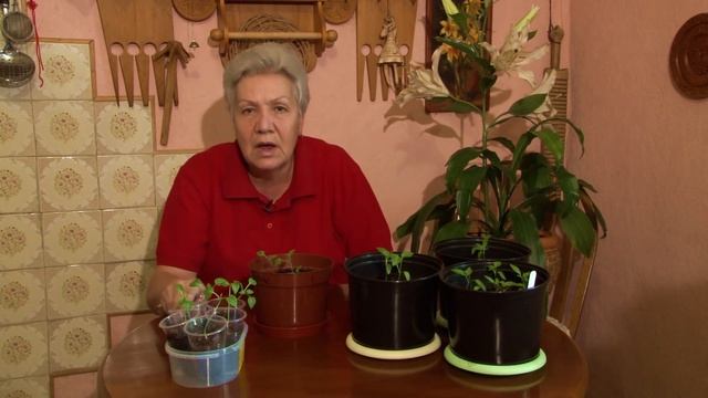 Голова садовая - АКТУАЛЬНО! Перцы и баклажаны после пикировки смотреть онлайн