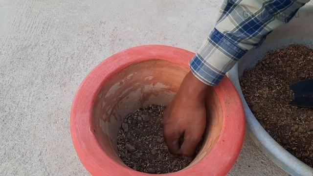 How To Grow Gerbera Daisy In Pot | Gerbera | Daisy | Winter Flower смотреть онлайн