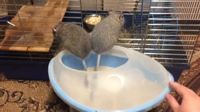 Белки Дегу купаются смотреть онлайн