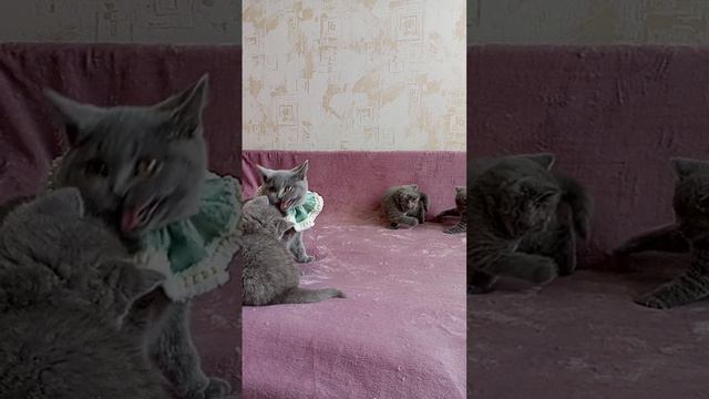 4х месячная Софка с племяшками❤️ Британские котята в Москве ❤️ #котики #котята #бэба смотреть онлайн