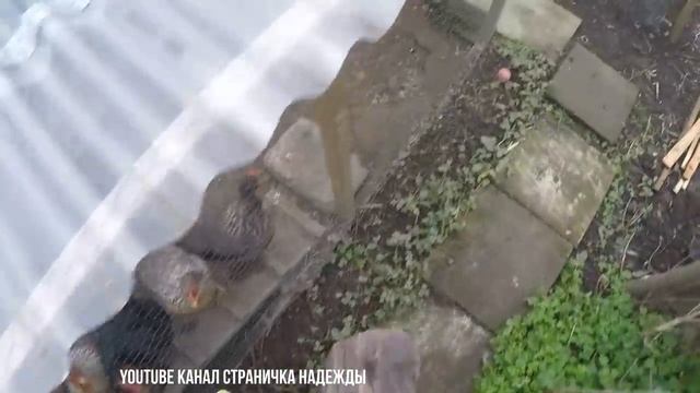 Копание в земле и праздник живота