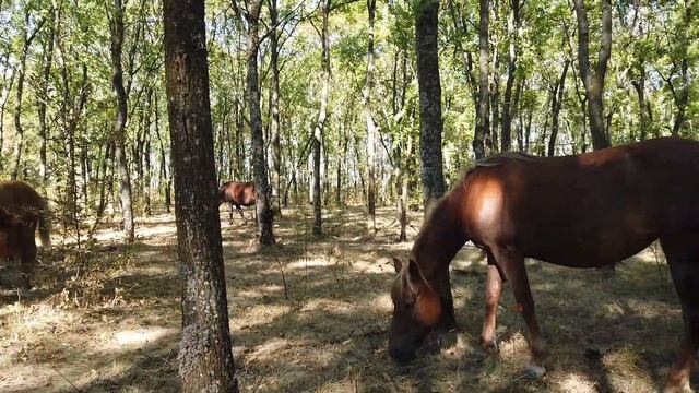 Тайна найденная подкова Добрые рассказы [skilur] 2020 смотреть онлайн
