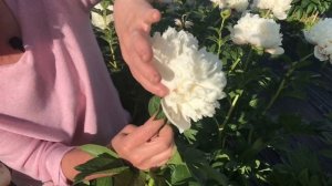 Colonel Owen Cousins peony.  Колонель Оуэн Казенс пион. Пулков сад