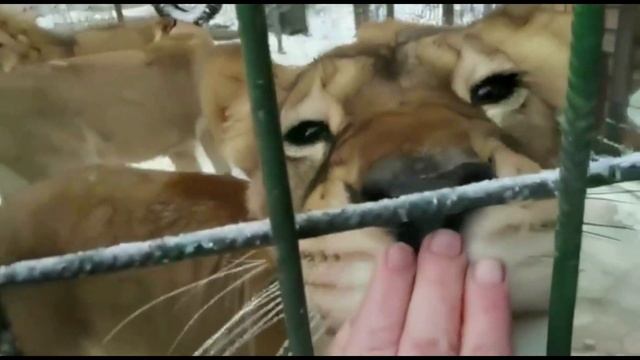 Львиное семейство смотреть онлайн