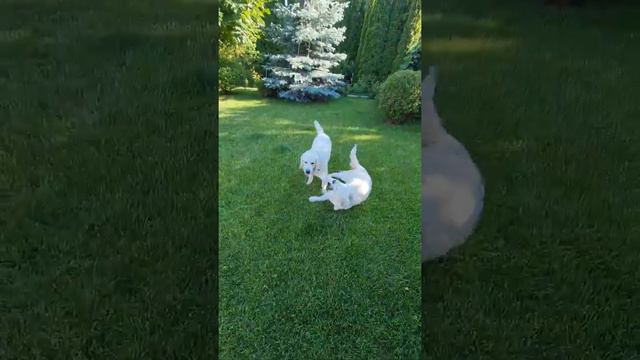 ретривер белый