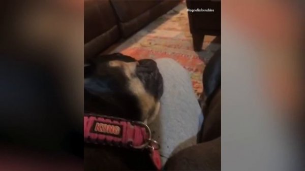 Most Amazing 1 Hour of Cute Kids And Pets 2018 | Funny Pet Videos!