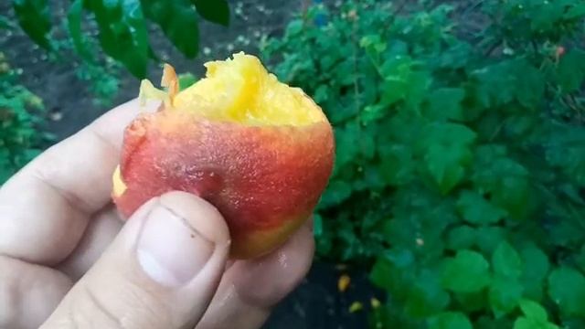 Очень ранний персик. Гибрид Персика и Абрикоса. Инжирный персик Платифороне
