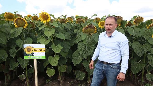 Выращивание и производство семян подсолнечника(насіння соняшника,семена подсолнуха)ТОВ Акпадон -Агр