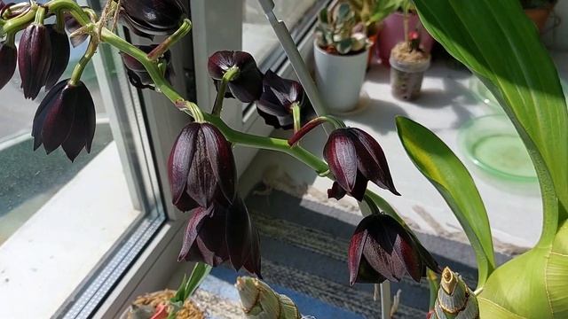 Распускается черная морковка Monnierara Millenium Magic 'Witchcraft'. Катасетум или орхидея морковк смотреть онлайн