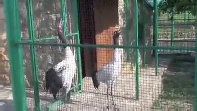 крик журавля .m4v смотреть онлайн