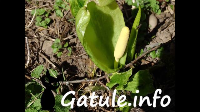 Planta Arum Maculatum o 🌷 Aro 🌷 смотреть онлайн