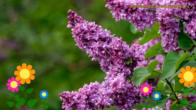 Сирень обыкновенная Огни Донбасса. Краткий обзор, описание syringa vulgaris Ogni Donbassa смотреть онлайн