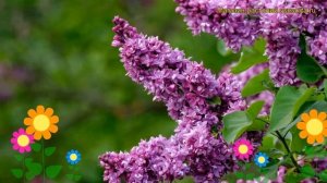 Сирень обыкновенная Огни Донбасса. Краткий обзор, описание syringa vulgaris Ogni Donbassa