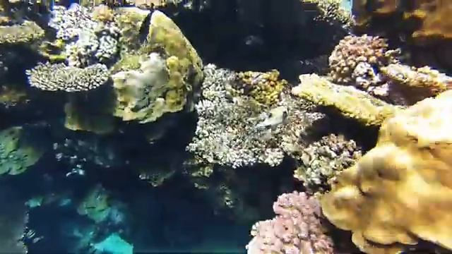 **Monte Carlo Sharm Resort & Spa** Пуфер масковый кузовок (Arothron diadematus) // Sharm El Sheikh смотреть онлайн
