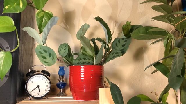 A favorite of plant lovers | Maranta leuconeura 'Kerchoveana' | HOUSEPLANT | Time Lapse смотреть онлайн