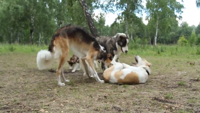 Алабай Ричард 6 месяцев смотреть онлайн