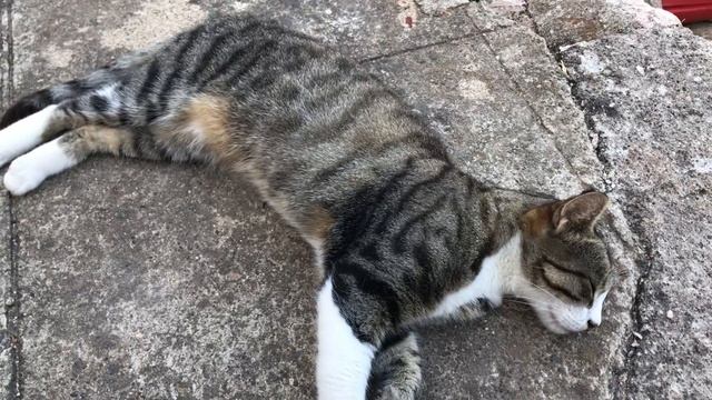 Моя новая кошка странно дышит. Она болеет или из-за жары?