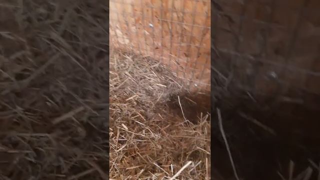 Тошка перестраивает свой домик#прикольные животные#ручной сурок#cute animals#marmot смотреть онлайн