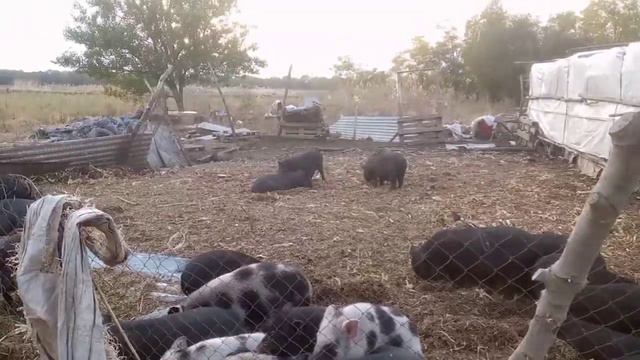 Лежачего не бьют.... смотреть онлайн