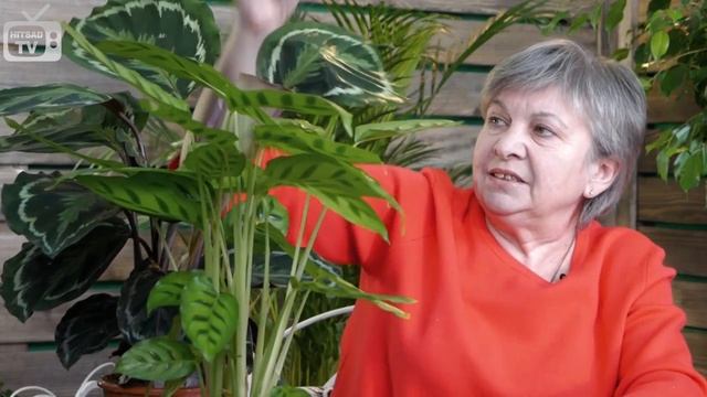 HitsadTV - Калатея ? Уход в домашних условиях