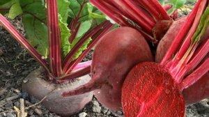 Как Выращивать  Свеклу Дома