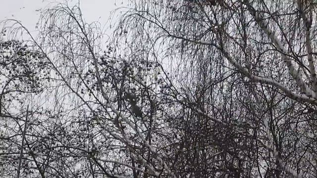 Белка во дворе. смотреть онлайн