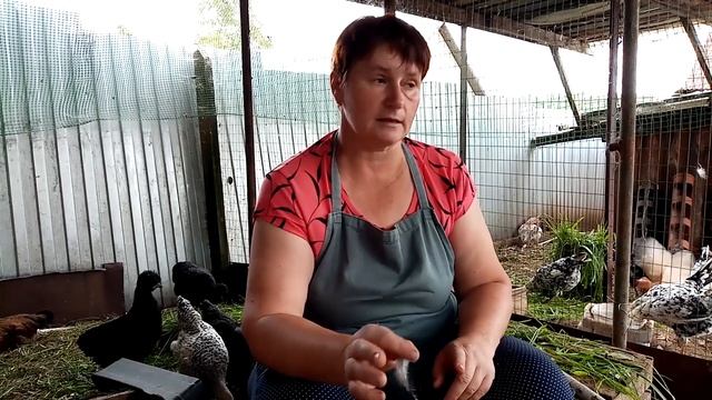 Как выбрать петуха на племя. Как подрезать крылья молодым курам. смотреть онлайн