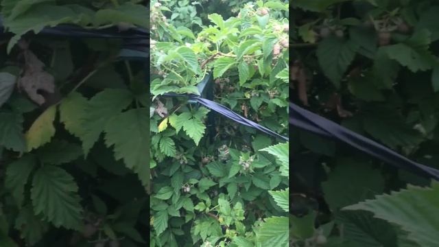 Малина Таруса.огромные вкусные ягоды. смотреть онлайн