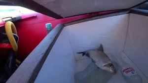 РАСКУСИЛИ ВОЛГУ ТОЛЬКО РЫБАЛКОЙ НА КОЛЬЦО! ТЕПЕРЬ БЕЗ РЫБЫ НЕ УЕДЕМ!_1.