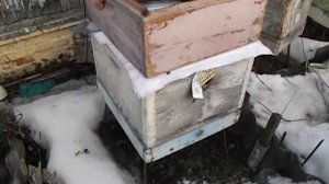 работы с пчелами в марте ( часть 1 ) - весна на пасеке