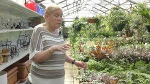 Фитония и Гипоэстес.