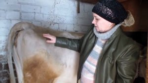 Как выбрать корову. Признаки молочности коровы. How to choose a cow.