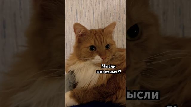 Могут ли животные передать свои мысли другому?! смотреть онлайн