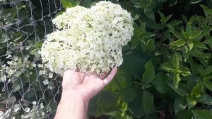 Древовидная гортензия Баунти не хуже Стронг Анабель!