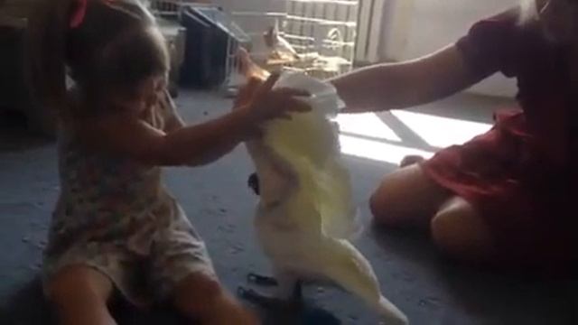 Какаду 2 смотреть онлайн