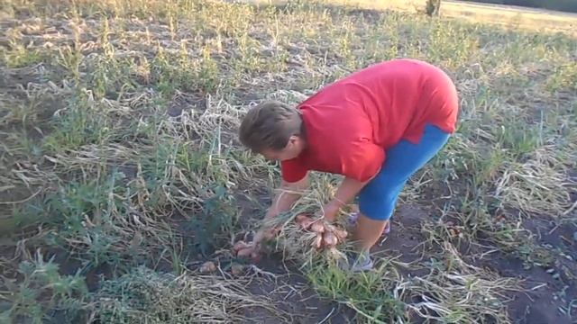 Огород Валентины, июль 2020г Чем закончился эксперимент с картошкой смотреть онлайн