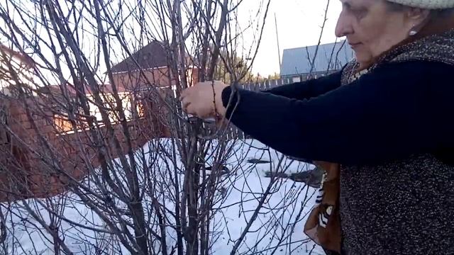 Обрезаю вишню войлочную смотреть онлайн