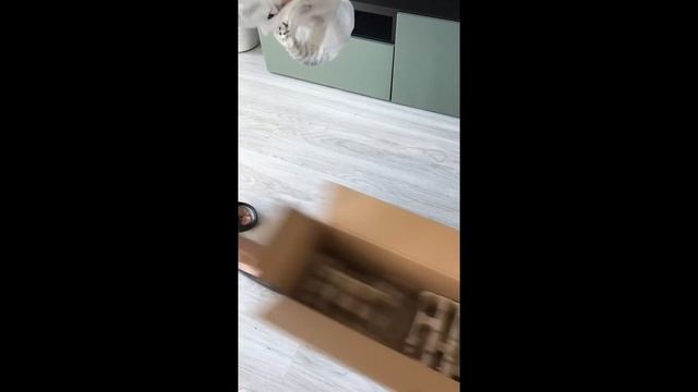 Steam mop | Parní mop Rowenta RY6537WI Steam Power Unboxing смотреть онлайн