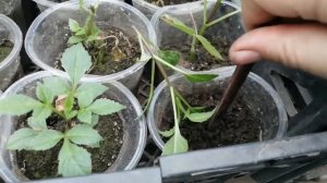 Черенкование георгина вегетативного в январе?. Итоги и выводы. Технология эффективного черенкования