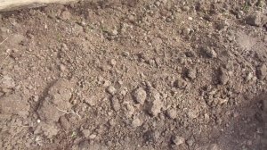 КАК ИЗБАВИТЬСЯ ОТ СОРНЯКОВ В ТЕПЛИЦЕ? Ольга Чернова.