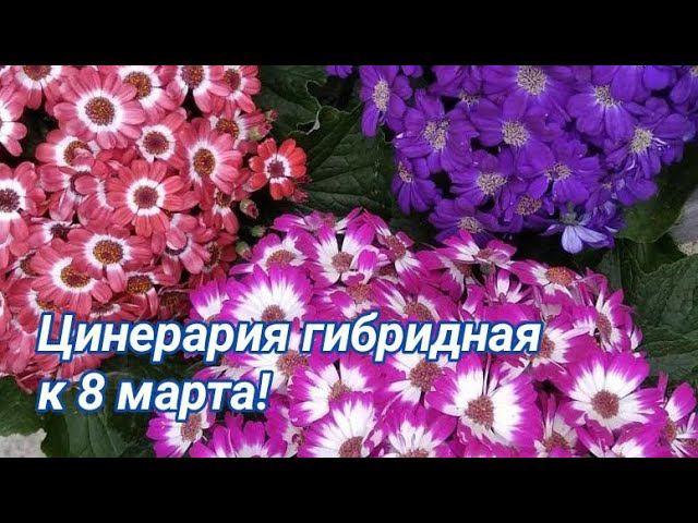 Цинерария гибридная к 8 марта! смотреть онлайн