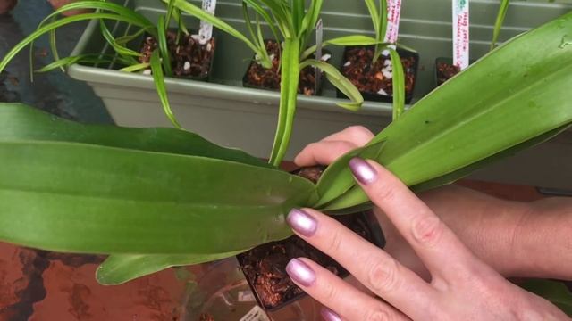 Венерин башмачок. Разновидность фрагмипедиум. Уход за орхидеей, свет, полив. Выращивание башмачков. смотреть онлайн