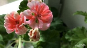 Мои Пеларгонии. Как собрать Семена.