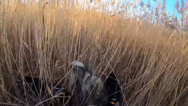 Неожиданно большой кабан на охоте в камышах Unexpectedly big boar hunting in the reeds смотреть онлайн