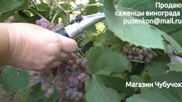 Эйнсет Сидлис - кишмиш первого класса бессемянности (участок Пузенко Н.Л.)