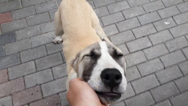 Алабай охранял двор, а я зашёл без спроса. Я такова не ожидал ЖЕСТЬ. Крутой сторож Алабай. смотреть онлайн